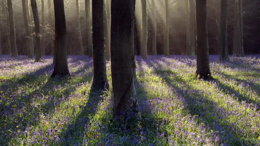 精选森林树木鲜花阳光风景桌面壁纸