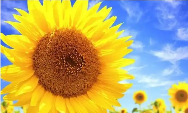 象征光明和希望的花