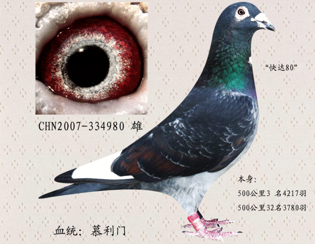 成东慕利门在线拍鸽