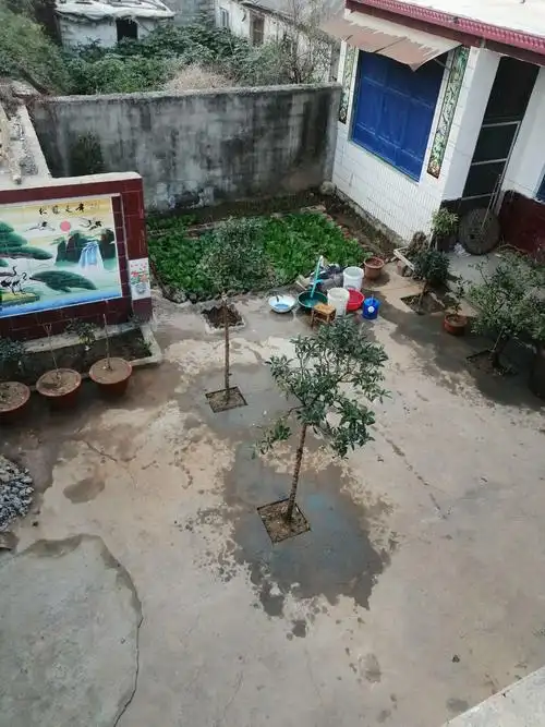 写美篇看看我农村的院子,房子是01年盖的,结婚后就没住过,二十年了