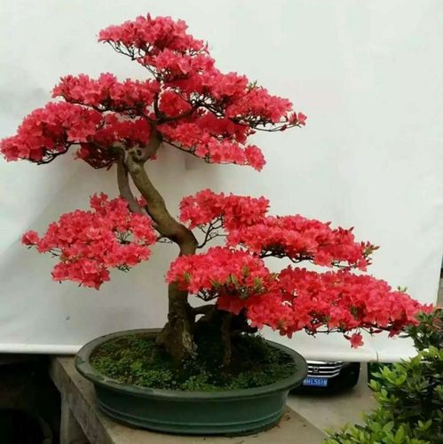 精品映山红杜鹃花树桩花卉盆景高档别墅庭院栽种植物