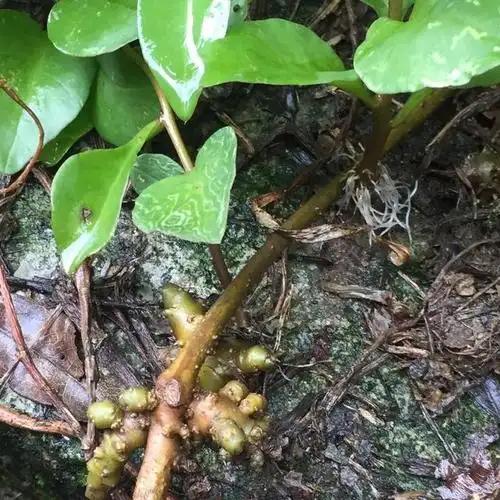 农村名叫"野三七"的植物,村里杂草博得城里人喜爱!