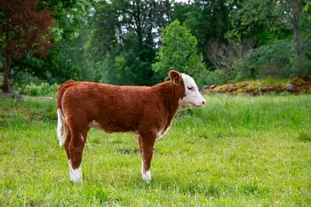 在农场饲养小牛照片