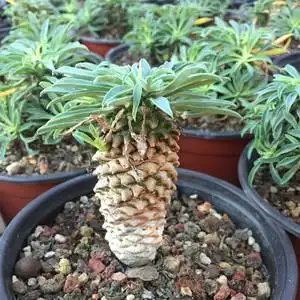 苏铁大戟-淘宝拼多多热销苏铁大戟货源拿货 - 阿里巴巴货源