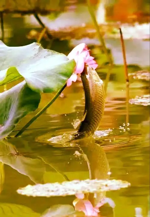 游鱼戏水掀涟漪, 《吻荷》 嫣然碧玉姿婉菲, 荷花粉艳腮红媚.