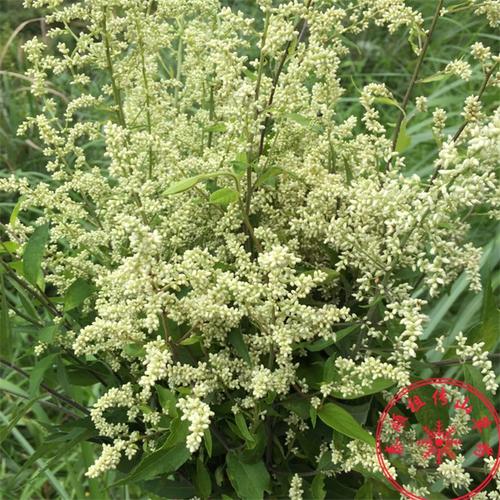 泰顺中草药野生新品药材奇蒿六月霜刘寄奴六月雪干货论把30g