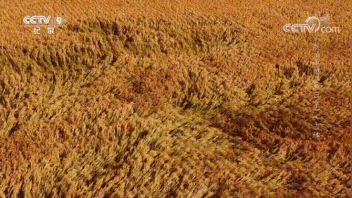 2,这部新国产片会让你无法呼吸