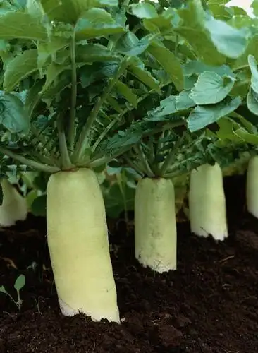 无人,农田,竖图,室外,特写,白天,正面,庄稼,农作物,萝卜,白萝卜,蔬菜