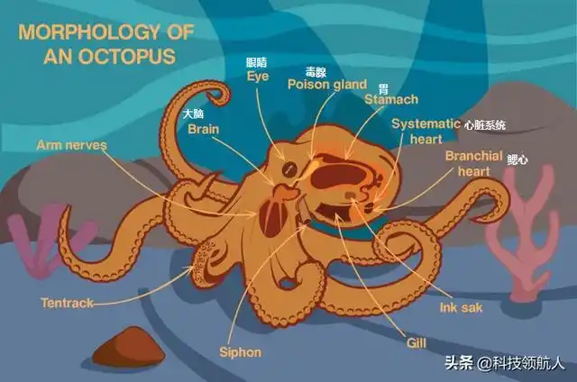 章鱼口器,章鱼有几只触手,怎么做好吃?