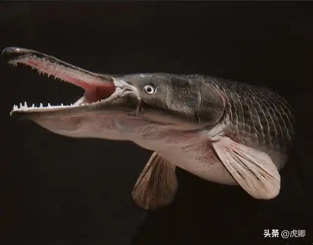 对抗恐龙,因"吃人"在美国南部被捕杀至绝迹,鳄雀鳝是真凶吗?