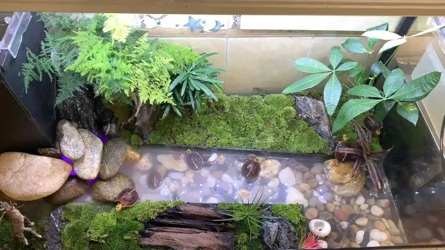 黄缘龟养殖环境,欣赏性非常高