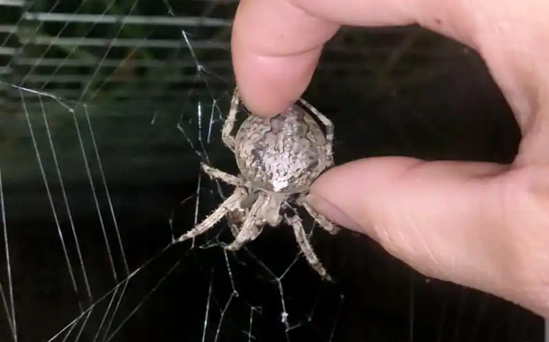 不怕人的大腹园蛛