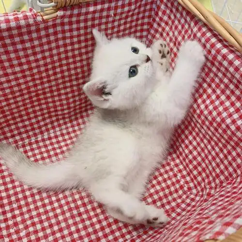 刚出窝的银渐层崽崽