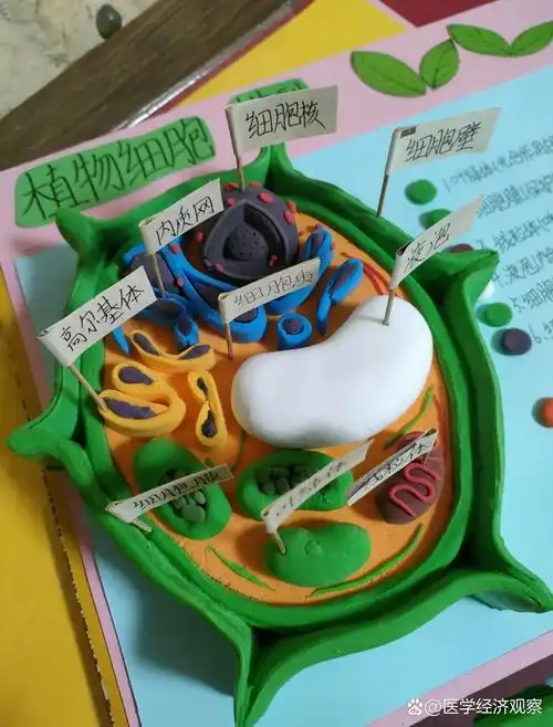 植物细胞模型  参考小红书后,花一天时间做的,没有其它材料,先这样!