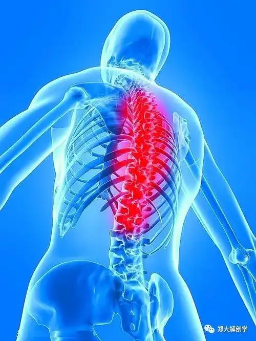 脊柱疼痛的分类诊断