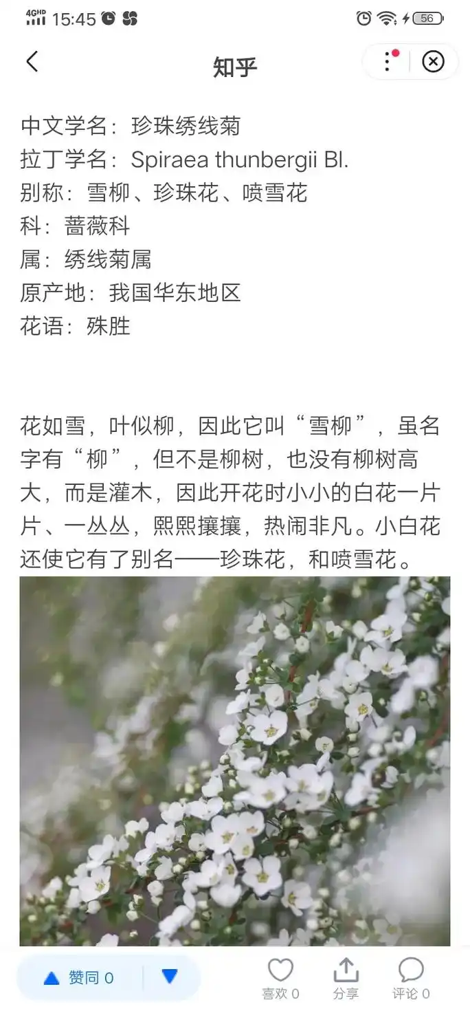 雪柳和小手球很像,它们都是绣线菊属的,雪柳是珍珠绣线菊,小手 - 抖音