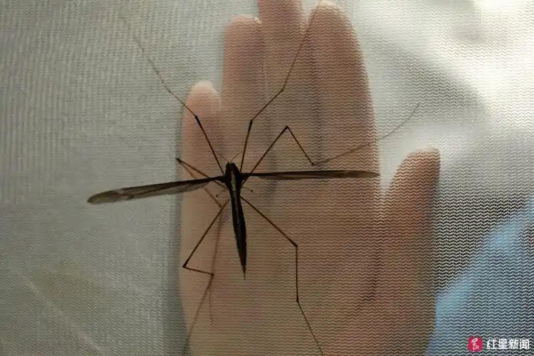 青城山发现23厘米世界最大蚊子 获吉尼斯纪录认证
