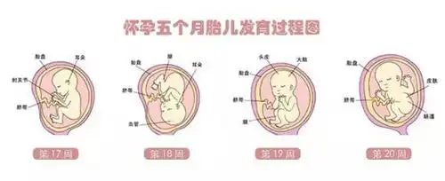 妈妈十月怀胎原来是这样的