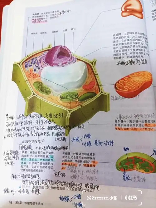 必修一细胞基本结构