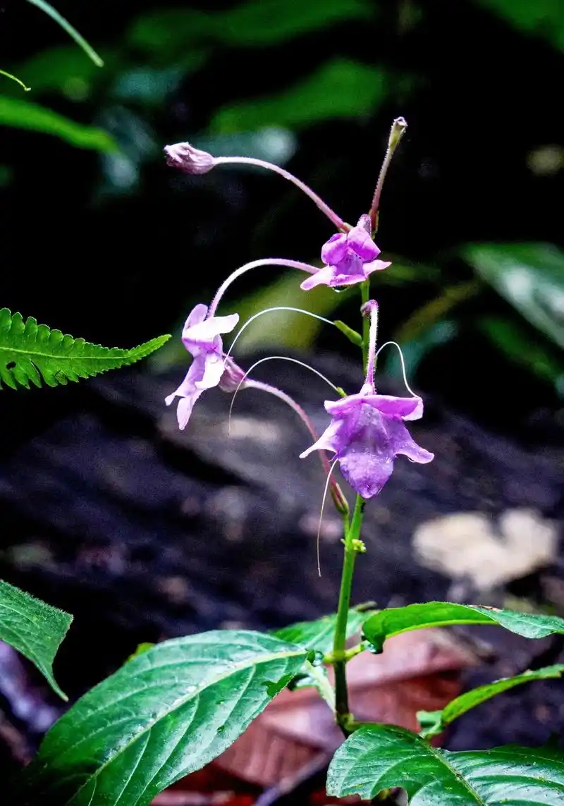 白接骨,又名接骨草,金不焕,血见愁等.白接骨