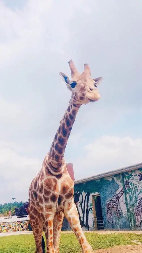 长颈鹿,可爱动物,萌萌哒,手机壁纸萌萌哒长颈鹿