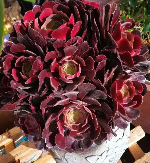 老桩紫紫羊绒万圣节法师多肉植物多头头大株超多肉植物