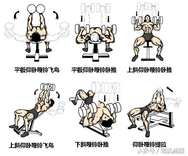 小哑铃大用处,哑铃锻炼动作图解,健身不求人!