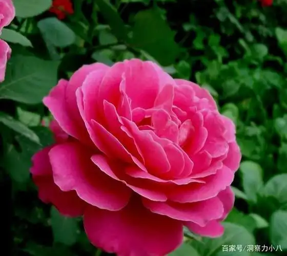 花期超长的三种花比绿萝好养遇水易疯长单朵能开40天