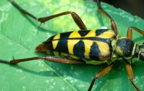 天牛的特点和生活特征天牛是益虫还是害虫