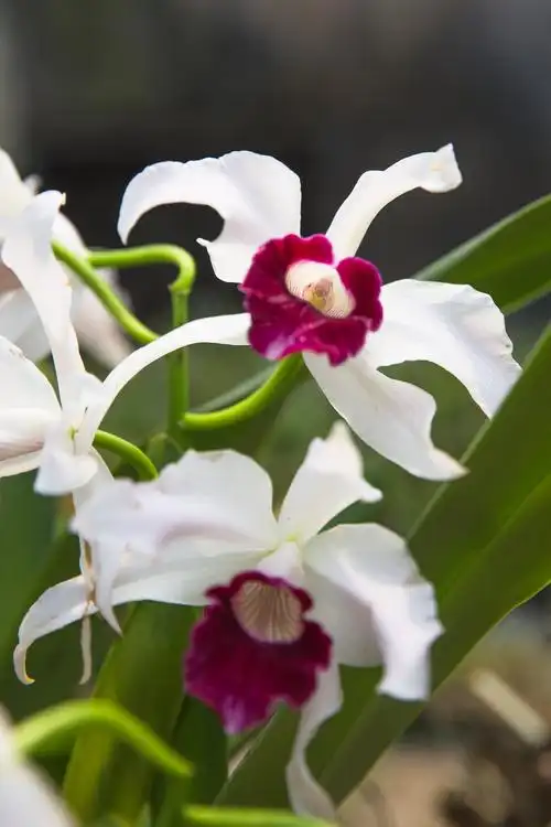 兰花世界赏奇兰