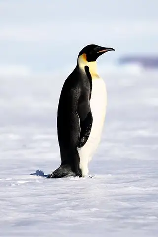 海冰上的一只帝企鹅(2017年12月28日摄).