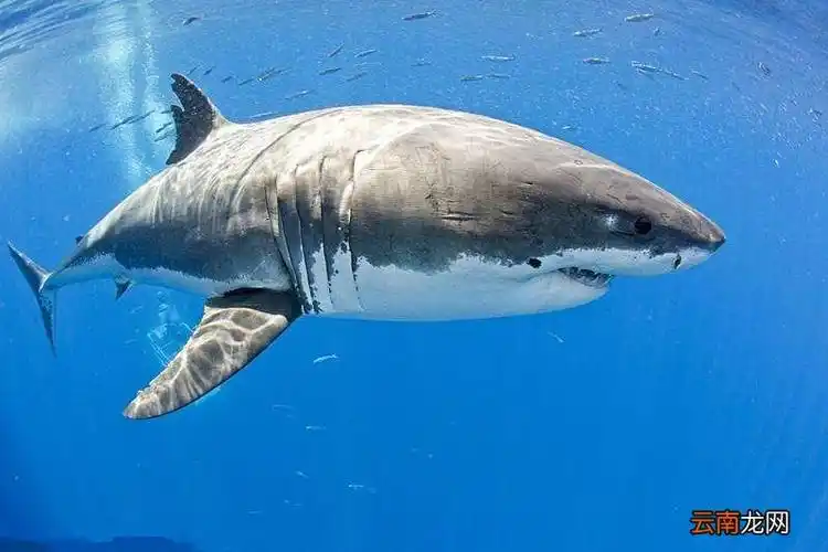 灯笼鱼是什么生物 灯笼鱼是什么