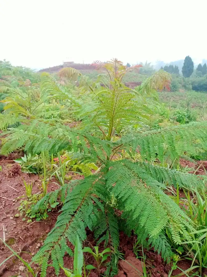 蓝花楹小苗,今年就靠你了. - 抖音