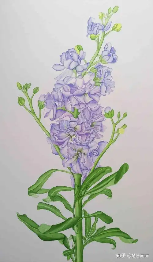 零基础水彩紫罗兰:第二幅完工的水彩画