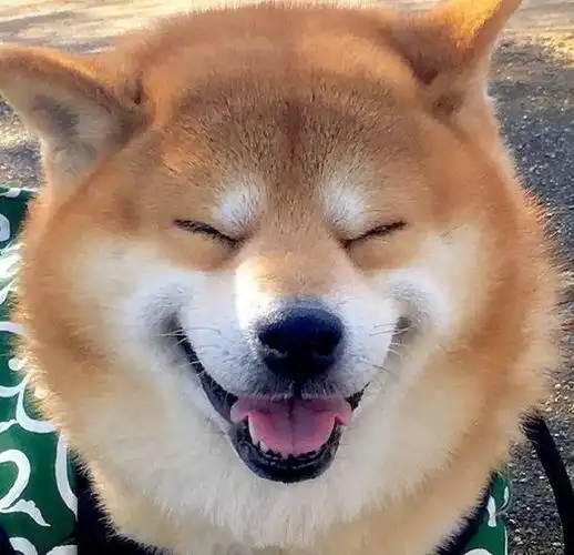 柴犬的魔性微笑!