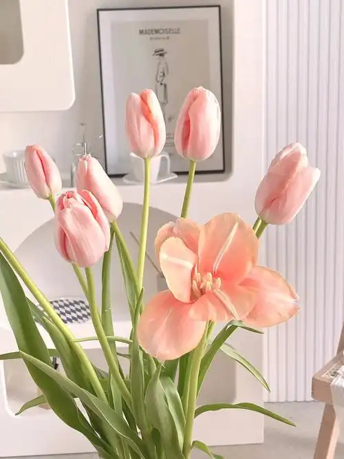 香槟粉郁金香进口法国郁金香