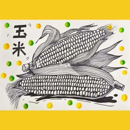 写生线描画玉米