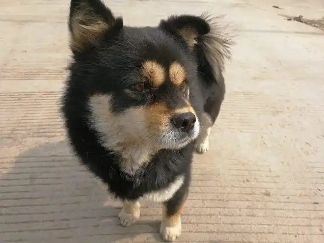 去农村看到一只四眼铁包金据说这种狗狗能通灵可镇宅辟邪旺主