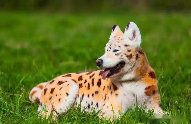 男子花2万块买一只"豹犬",狗贩子:千年罕见!兽医说出了真相