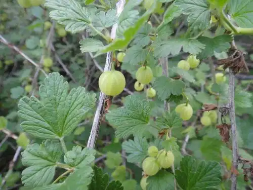 灯笼果 500克 开胃水果 酸掉渣 醋栗东北新鲜野生绿樱桃 新鲜水果