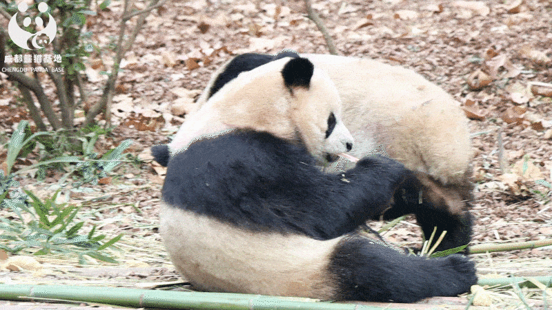 不一样的滚滚,超凶哒!_大熊猫