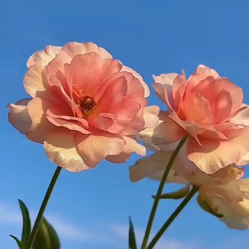 形容花的句子发朋友圈(形容花的句子发朋友圈简短)