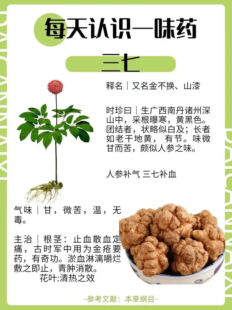 每天认识一味中草药91—三七.