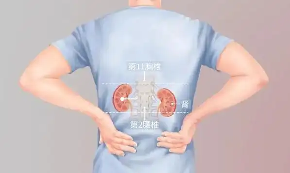 究竟是腰出了问题还是肾出了问题,别瞎判断了!
