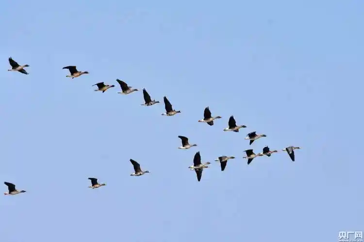 上万只大雁做客牡丹江 被村民视为吉祥鸟