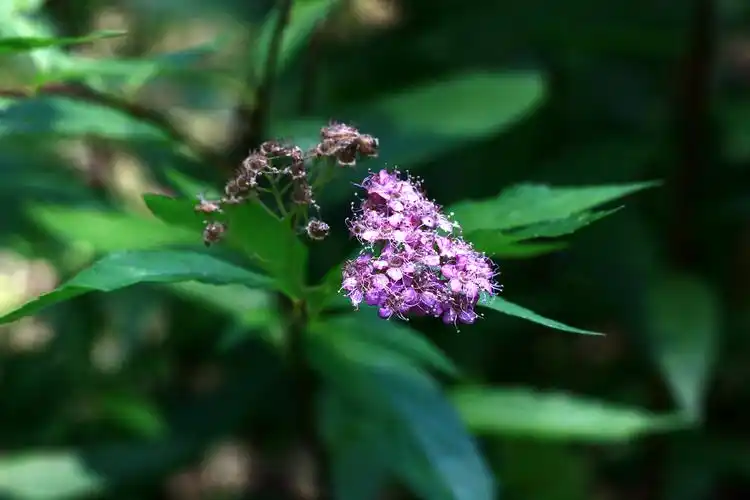 光叶粉花绣线菊蔷薇科绣线菊属