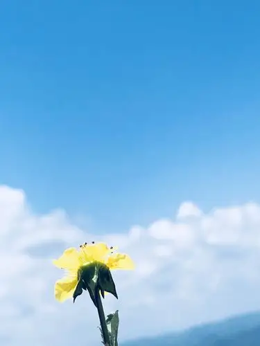 做一朵无名的小花,素雅而灵动,安静于自己的花田,禁受时光轻轻摇曳!