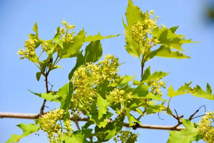 三角槭树花,原创拍摄__财经头条