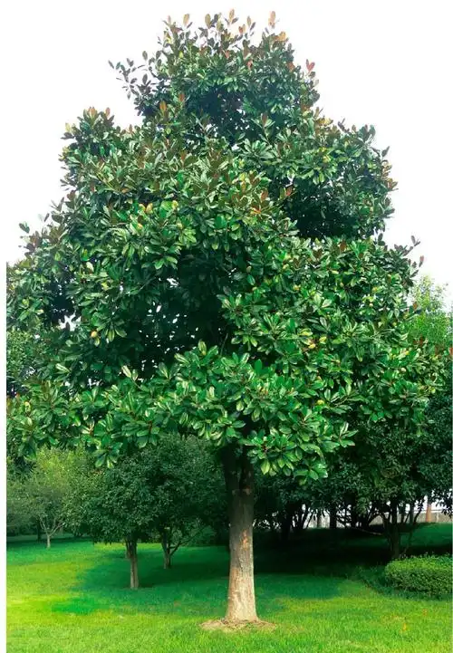 广玉兰-常见园林植物-图片