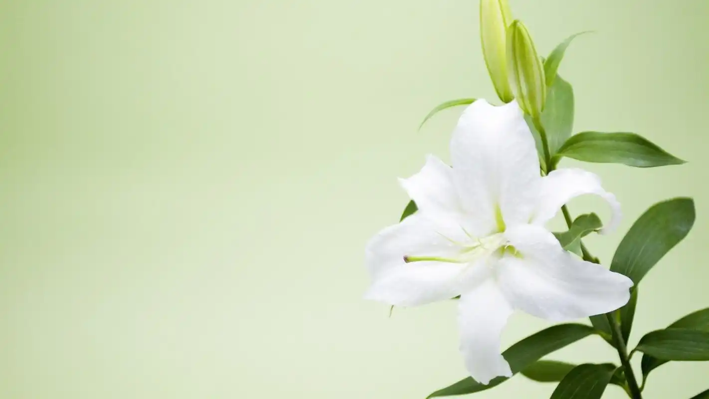 小清新简约花卉高清植物桌面壁纸下载.